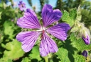 Geranium renardii 'Philippe Vapelle'