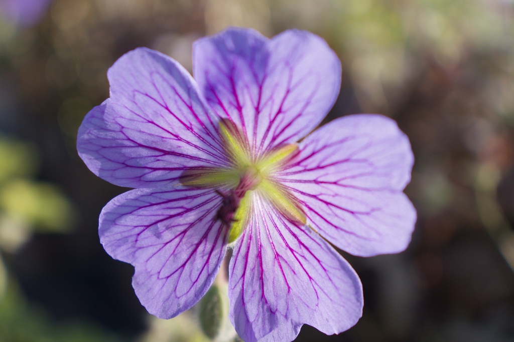 Geranium renardii 'Terre Franche'