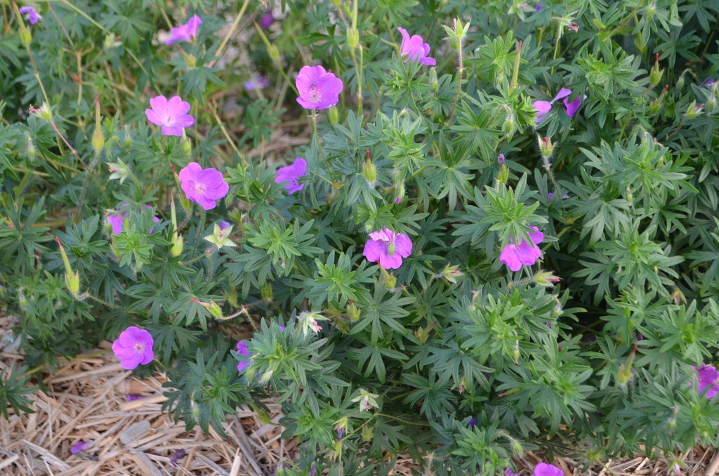 Geranium sanguineum