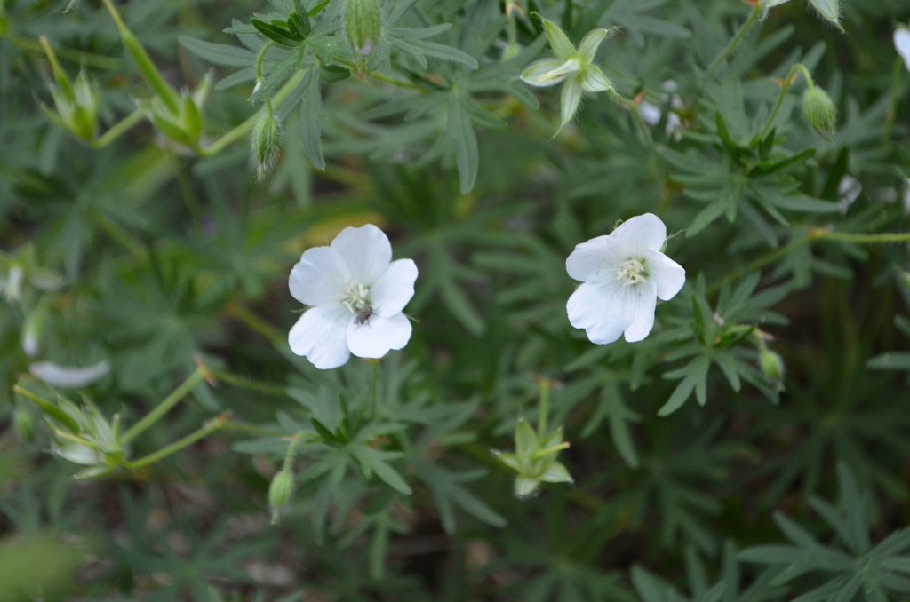 Geranium sanguineum 'Album' (Bio)
