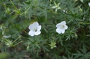 Geranium sanguineum 'Album'