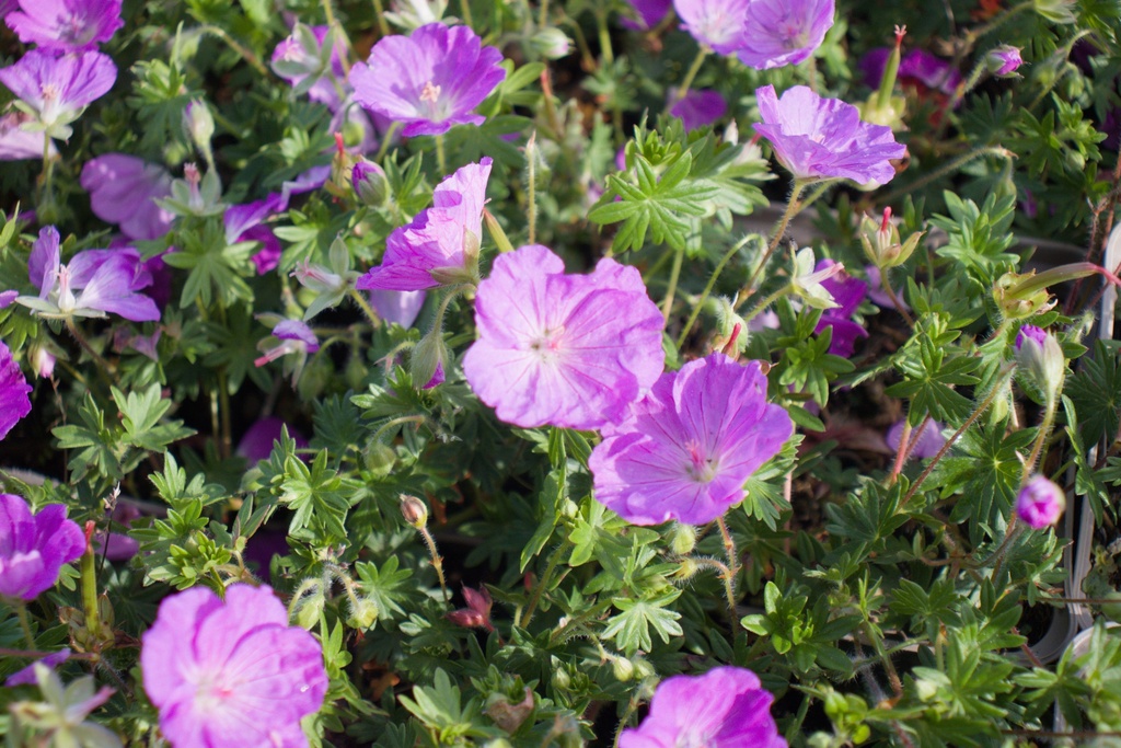 Geranium sanguineum 'Max Frei'