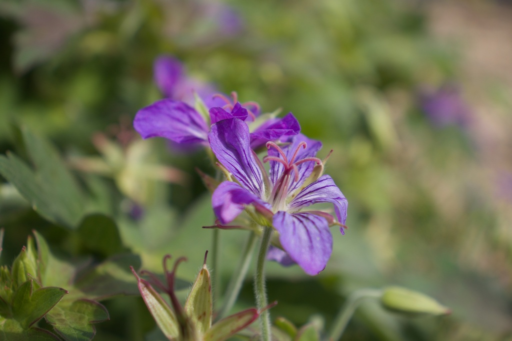 Geranium wlassovianum