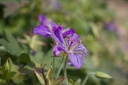 Geranium wlassovianum