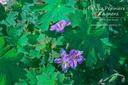 Geranium wlassovianum