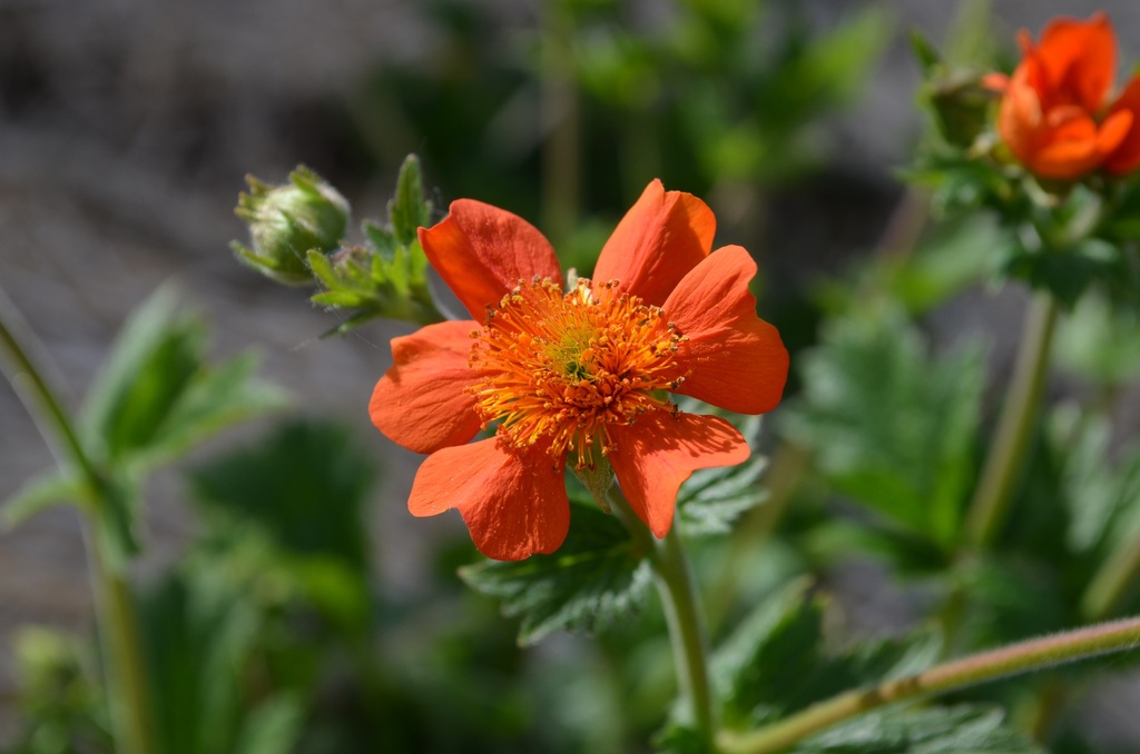 Geum coccineum 'Borisii' (Bio)
