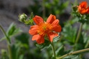 Geum coccineum 'Borisii'