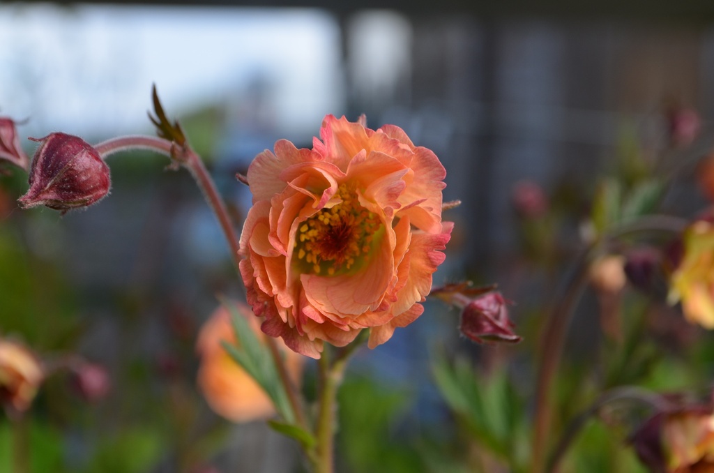 Geum hybride 'Mai Tai'