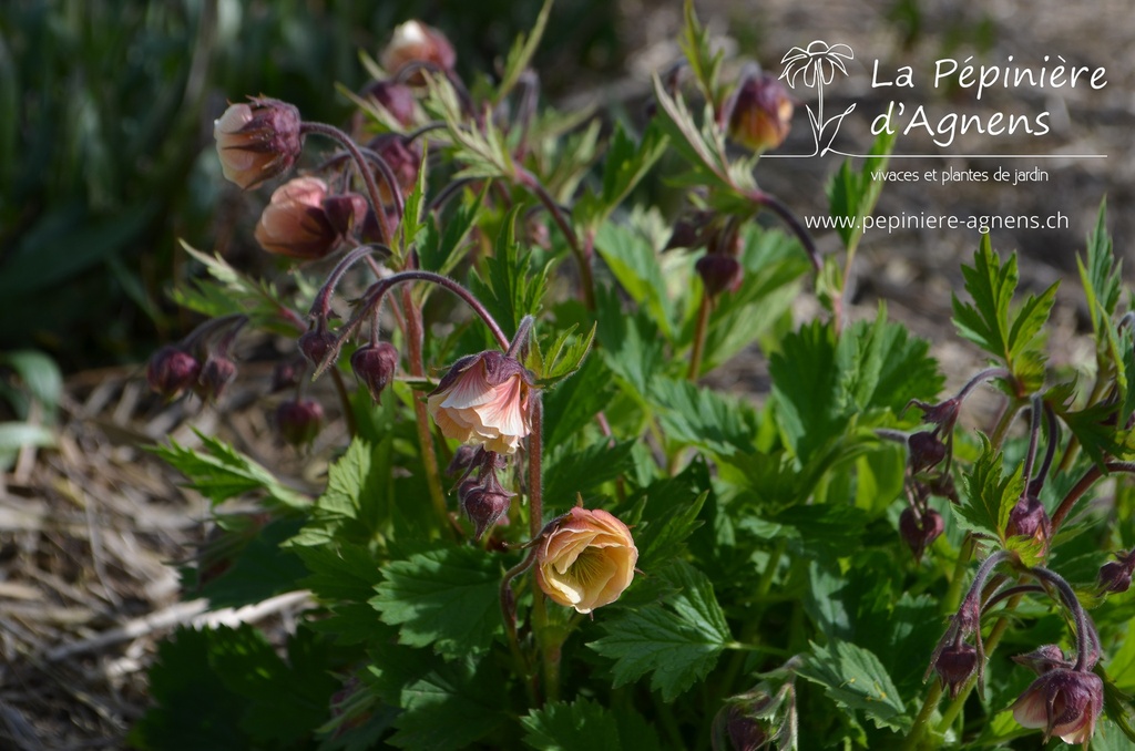 Geum hybride 'Tequila Sunrise'