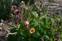 Geum hybride 'Tequila Sunrise'