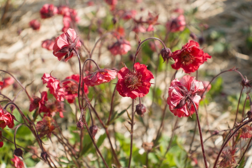 Geum rivale 'Flames of Passion'