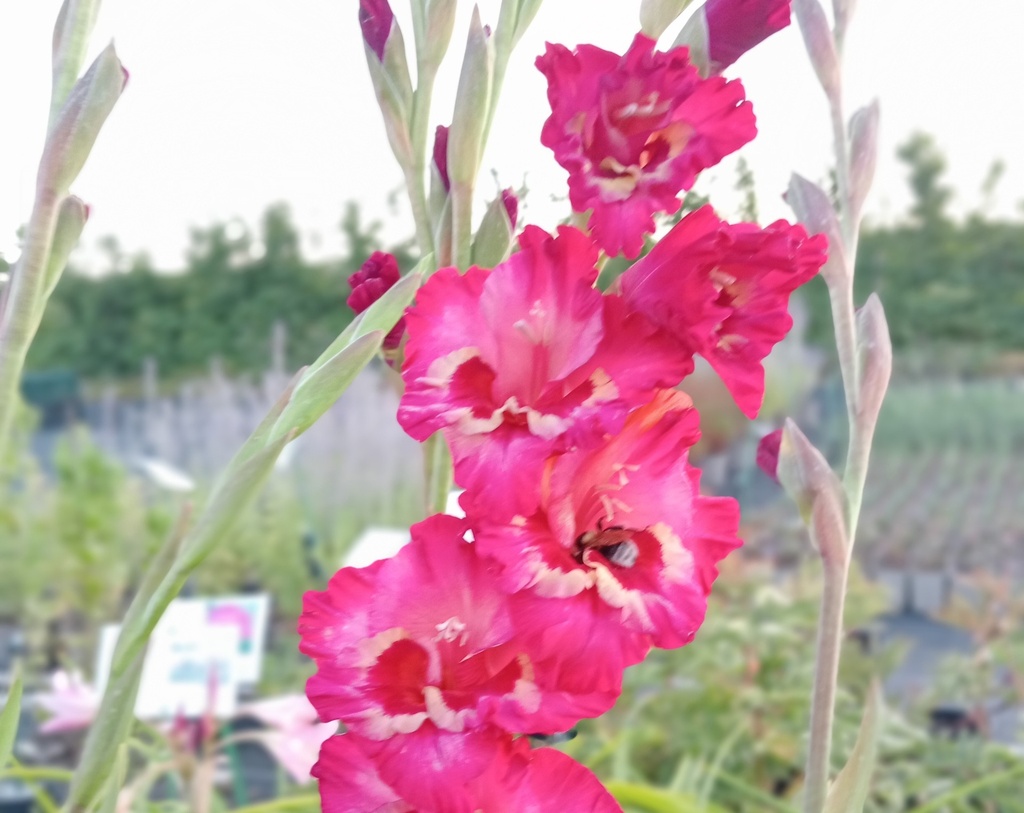 Gladiolus grandes fleurs 'Far West' (Bio)