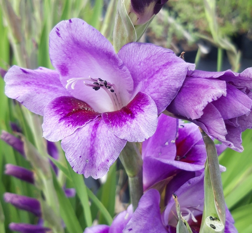 Gladiolus grandes fleurs 'Passos' (Bio)