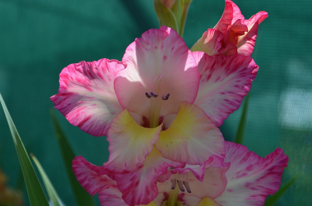 Gladiolus grandes fleurs 'Priscilla' (Bio)