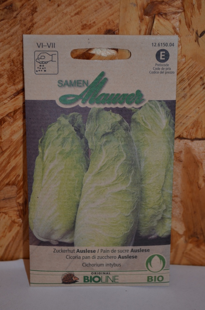 Chicorée pain de sucre (Bio)