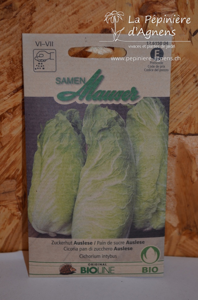 Chicorée pain de sucre