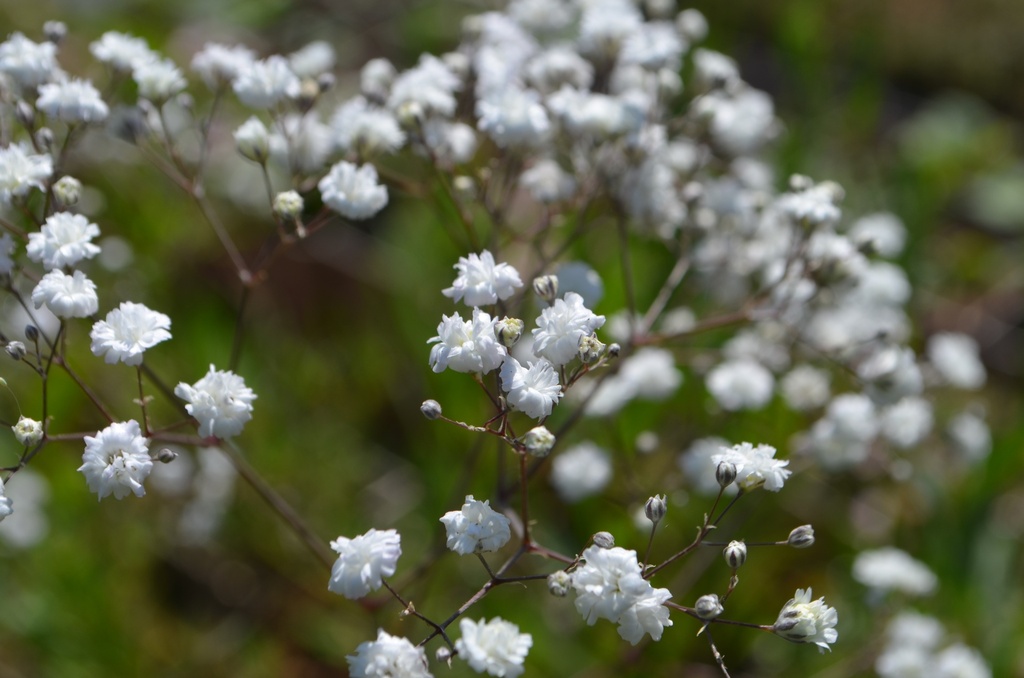 Gypsophila paniculata 'Bristol Fairy'