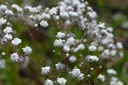 Gypsophila paniculata 'Bristol Fairy'