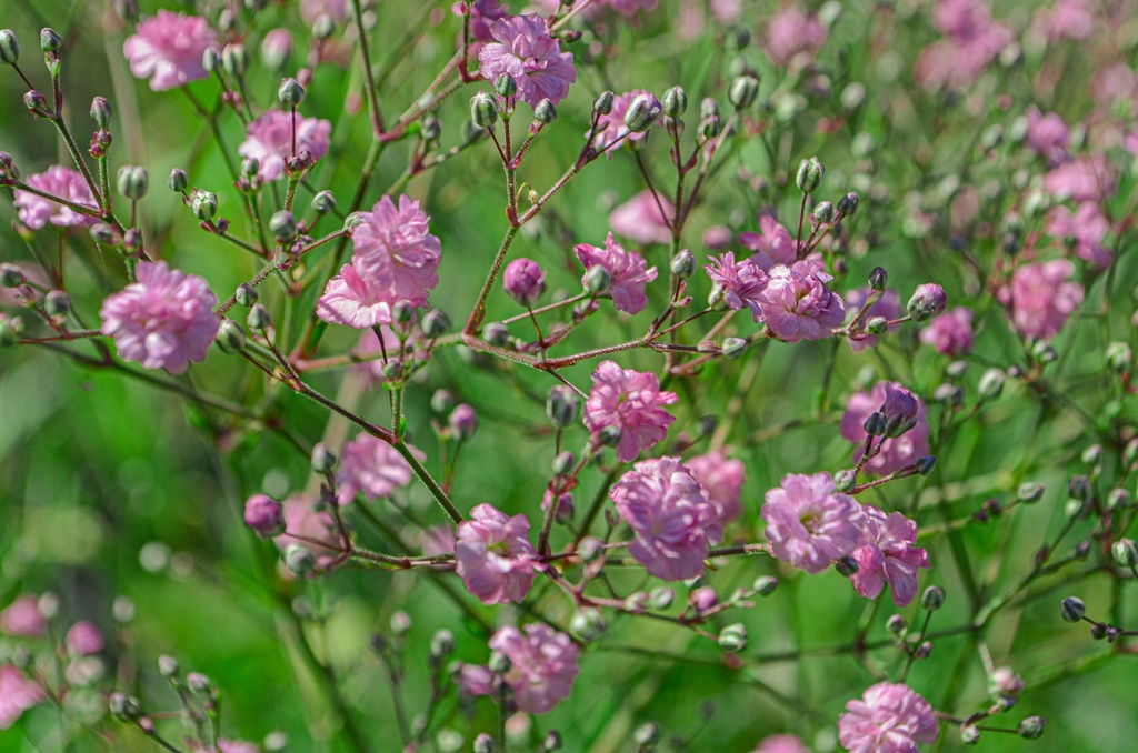Gypsophila paniculata 'Flamingo'