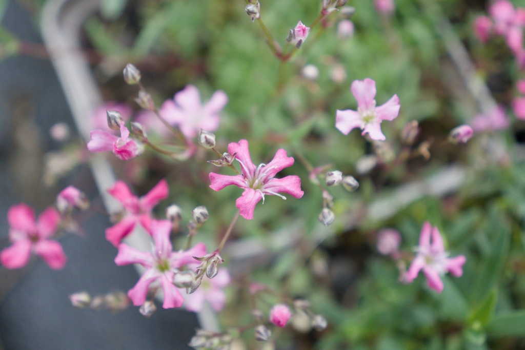 Gypsophila repens 'Rosea'