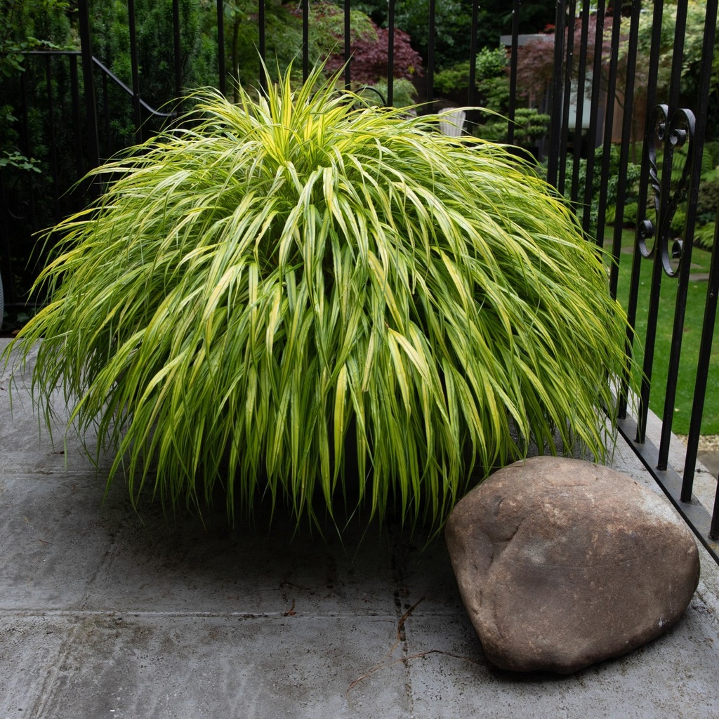 Hakonechloa macra 'Aureola'