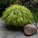 Hakonechloa macra 'Aureola'