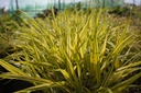 Hakonechloa macra 'Aureola'