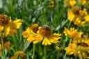 Helenium bigelovii 'The Bishop'