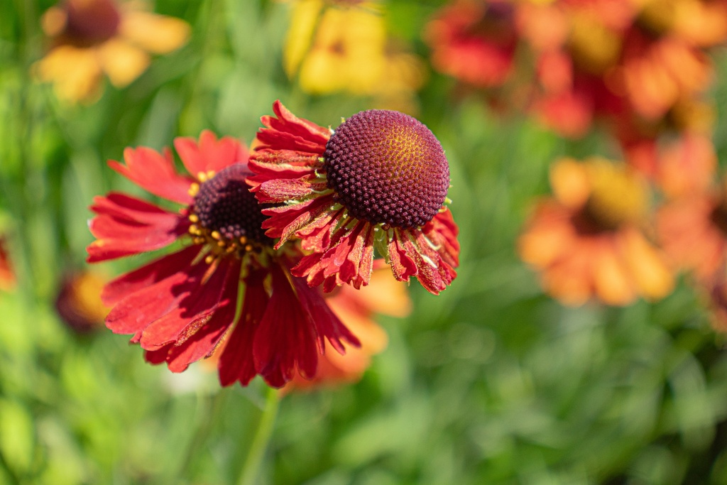 Helenium hybride 'Moerheim Beauty'