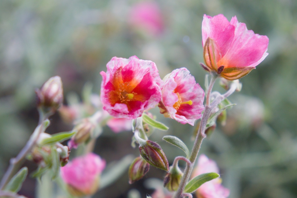 Helianthemum hybride 'Ben Hope' (Bio)