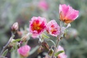 Helianthemum hybride 'Ben Hope'