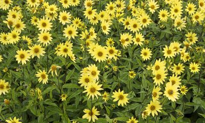 Helianthus microcephalus 'Lemon Queen'
