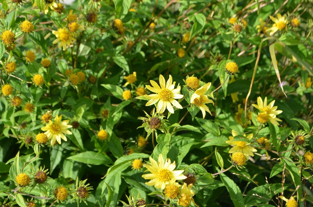 Helianthus microcephalus 'Lemon Queen'