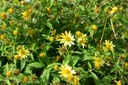 Helianthus microcephalus 'Lemon Queen'