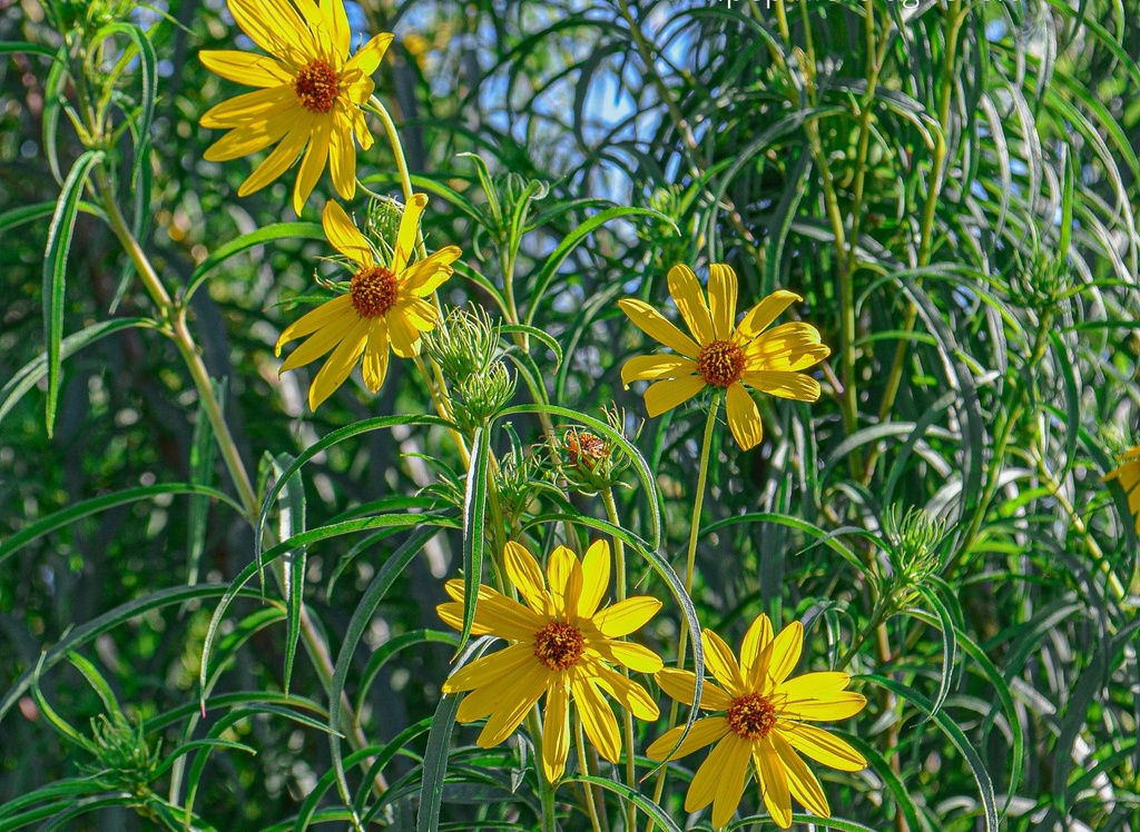 Helianthus salicifolius orgyalis (Bio)