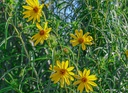 Helianthus salicifolius orgyalis