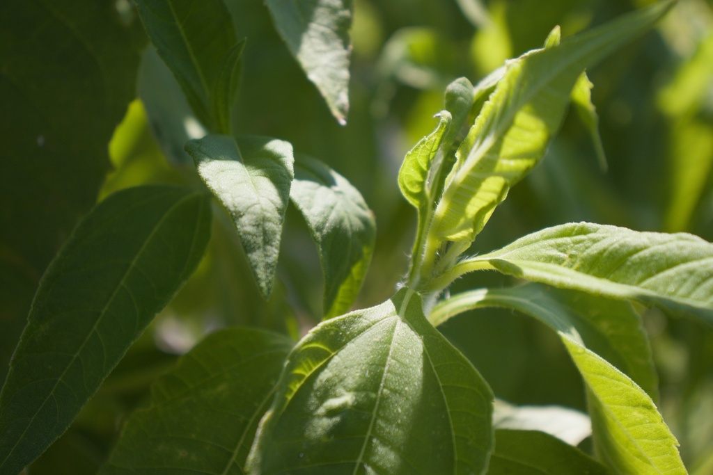 Helianthus strumosus