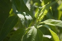 Helianthus strumosus