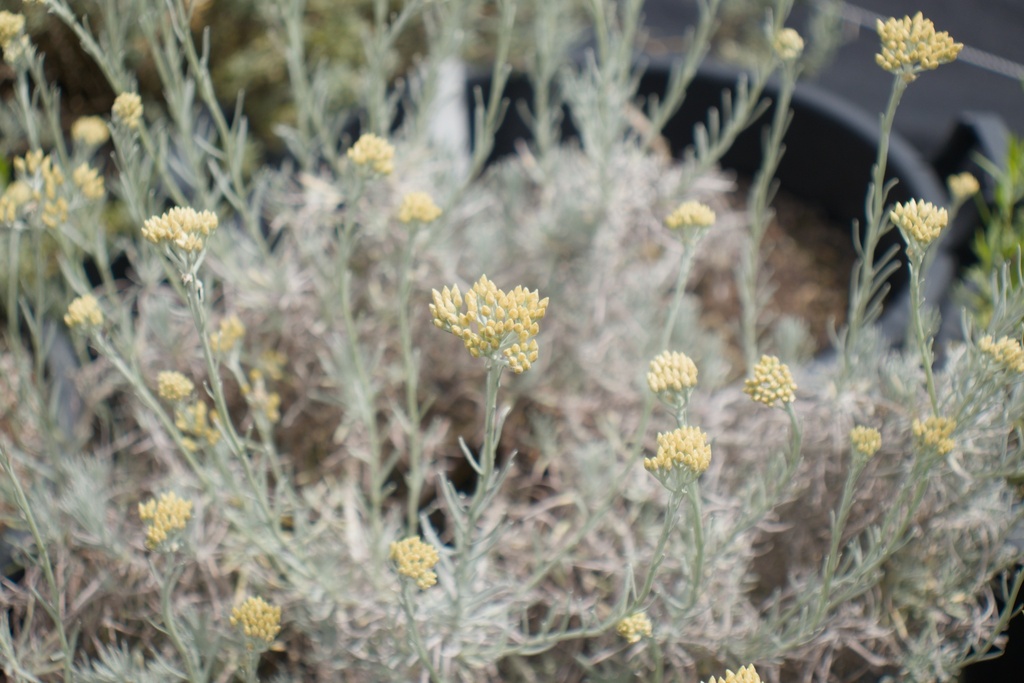 Helichrysum italicum (Bio)