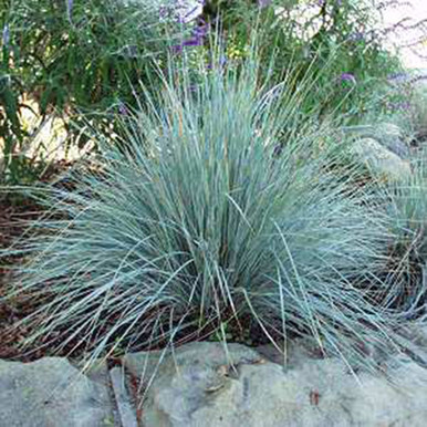Helictotrichon sempervirens 'Saphirsprudel’ 