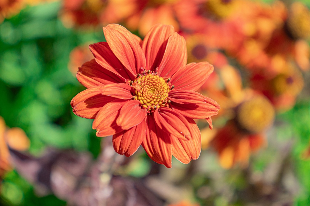 Heliopsis helianthoides v. scabra 'Bleeding Hearts'