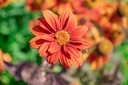Heliopsis helianthoides v. scabra 'Bleeding Hearts'