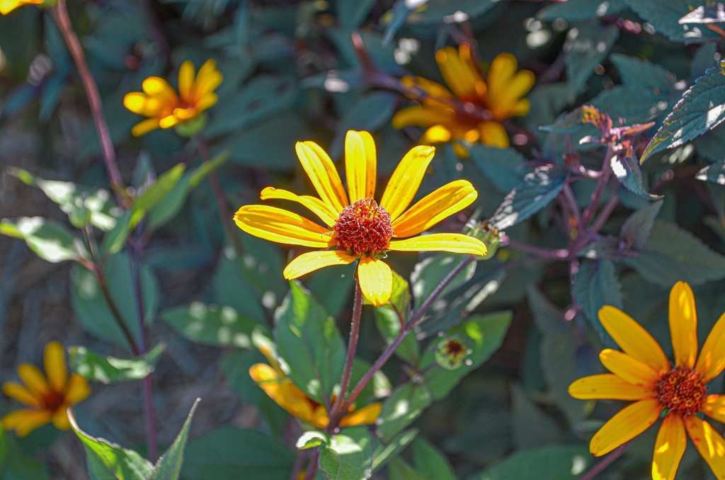 Heliopsis helianthoides v. scabra 'Summer Nights' (Bio, 1 Lt.)
