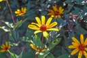 Heliopsis helianthoides v. scabra 'Summer Nights'