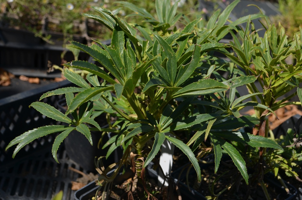 Helleborus foetidus (Bio)