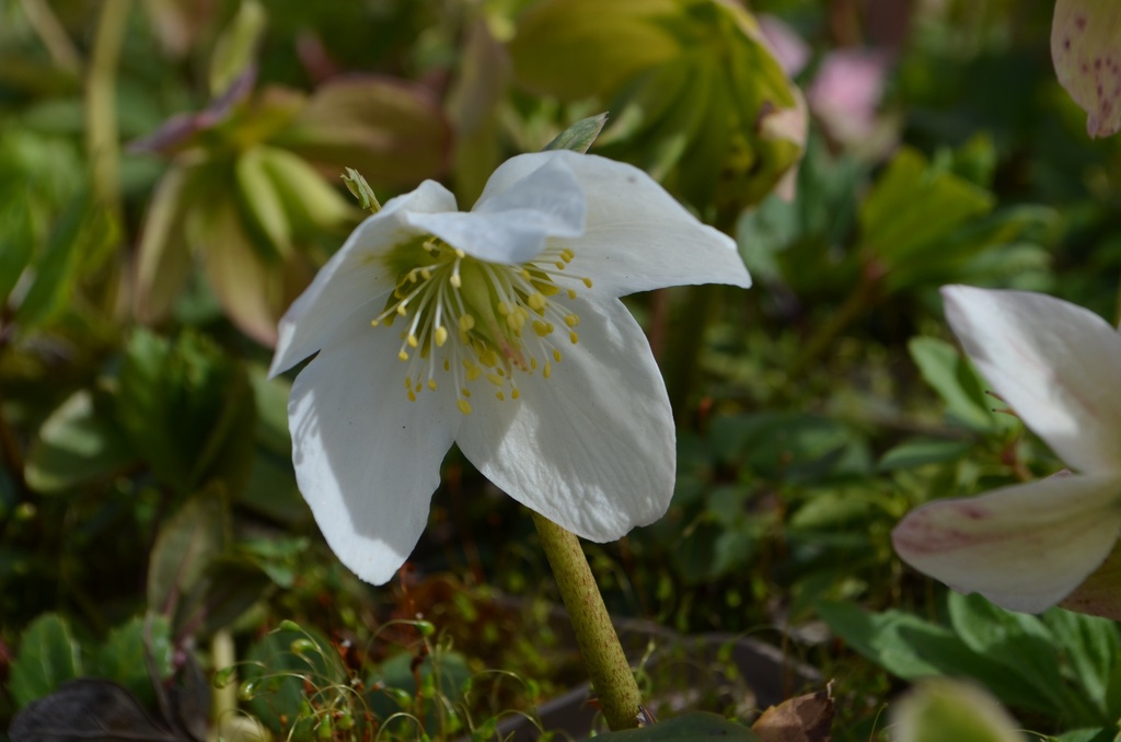 Helleborus niger (Bio)