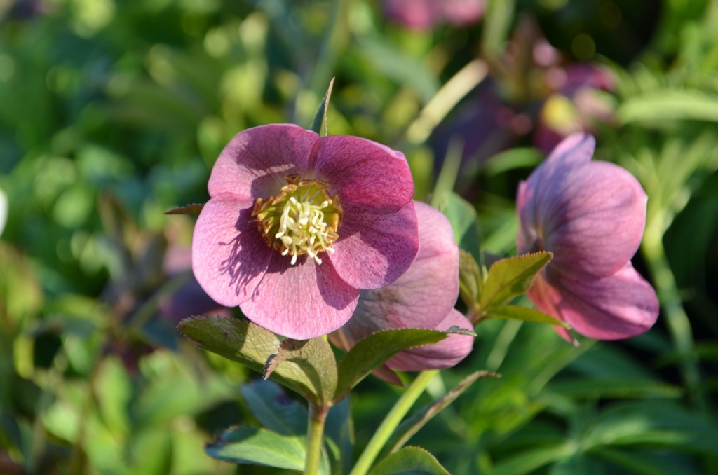 Helleborus orientalis 'Mix'
