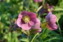 Helleborus orientalis 'Mix'