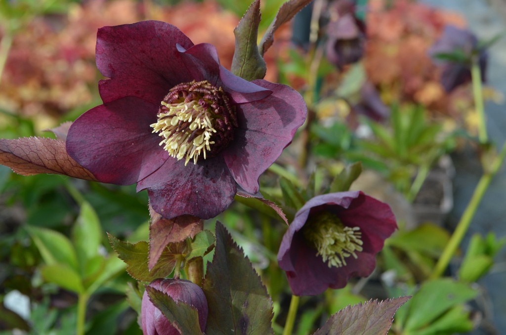 Helleborus orientalis 'Red Lady' (Bio)