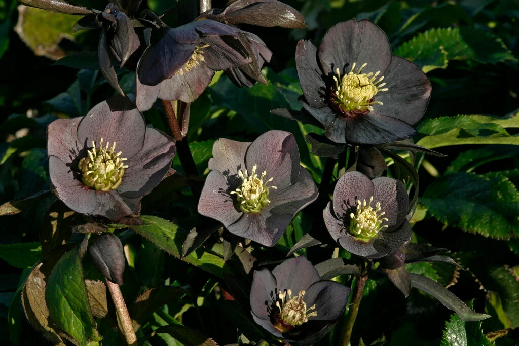 Helleborus orientalis 'Blue Lady'